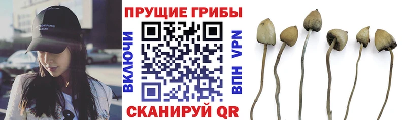 Купить закладки  Черепаново  Псилоцибиновые грибы Cubensis 
